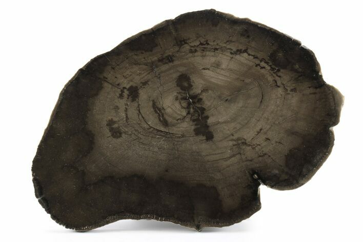 Polished Petrified Wood Round - Utah #244905